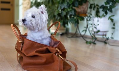 dog carrier purse
