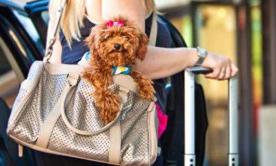 miniature poodle using luxury dog carrier