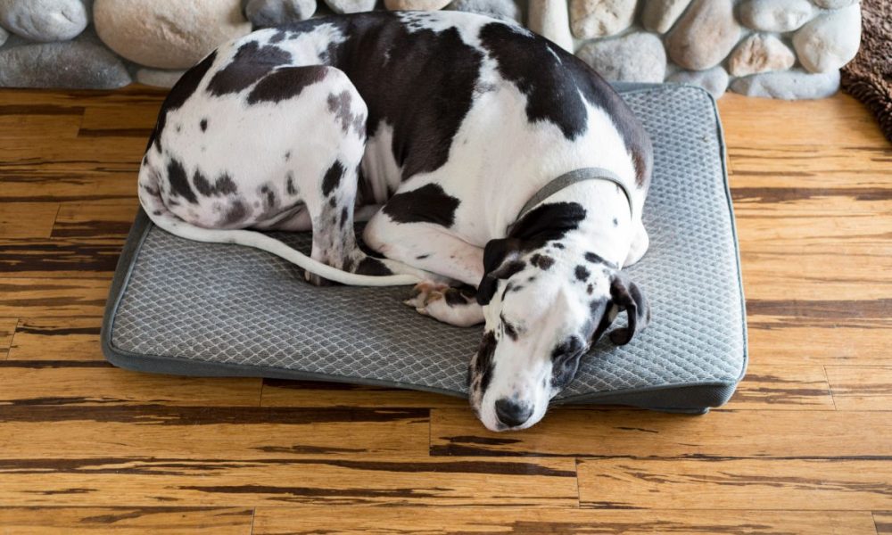 portable travel dog bed with great dane on it