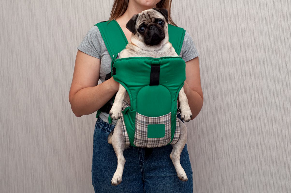 sling dog carrier fashionable