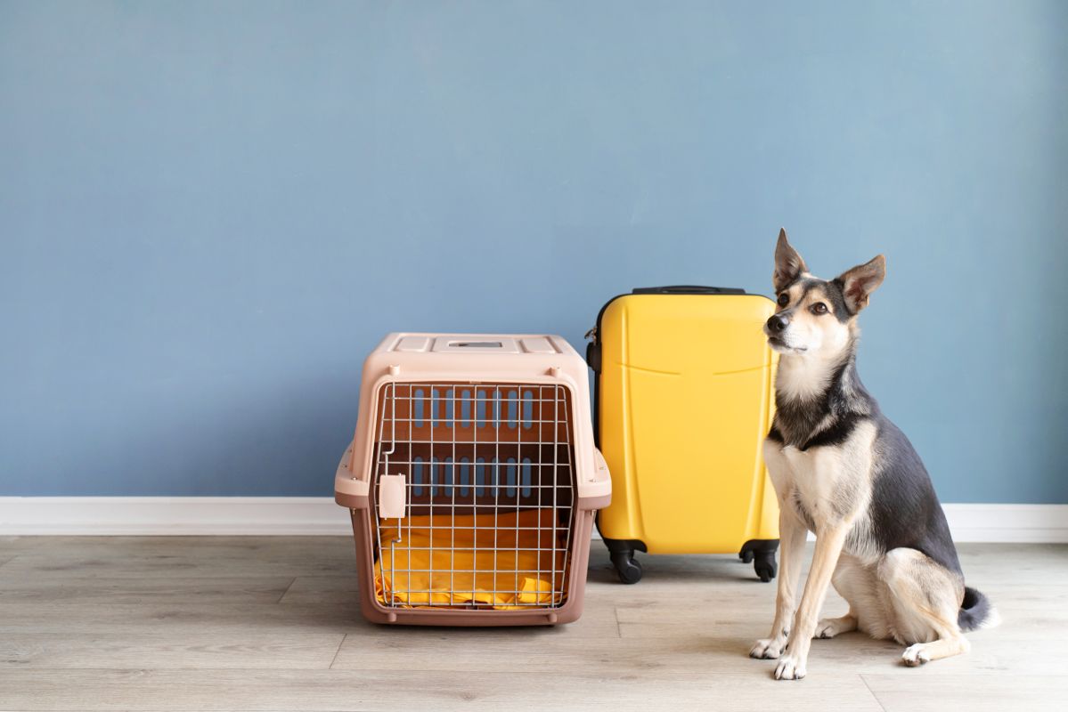 travel pet carrier-hard sided-next to a suitcase with dog