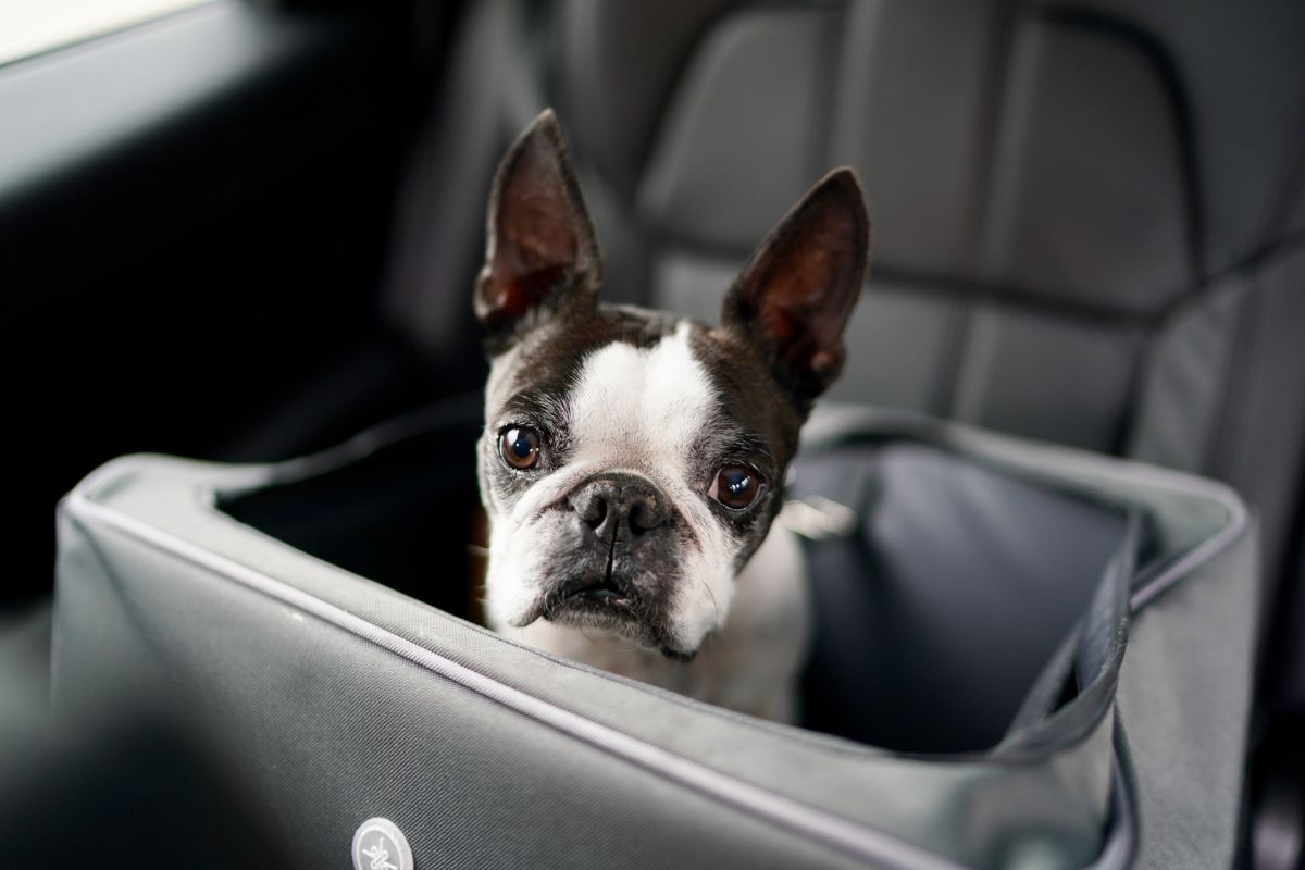 traveling dog bed for car
