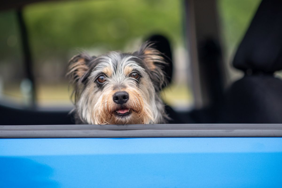 cute dog traveling in a car looking out the window