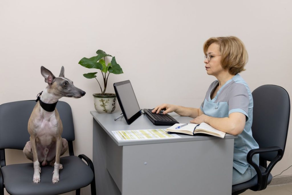 dog at vet appointment