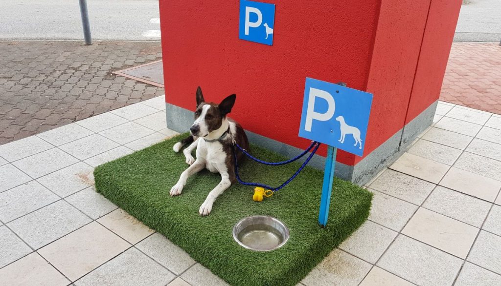 parking spot for dog when traveling