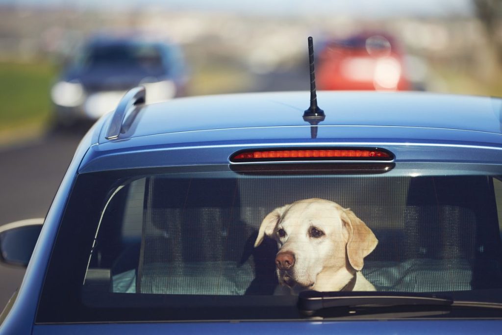 labrador retriever sitting in car and looking through window